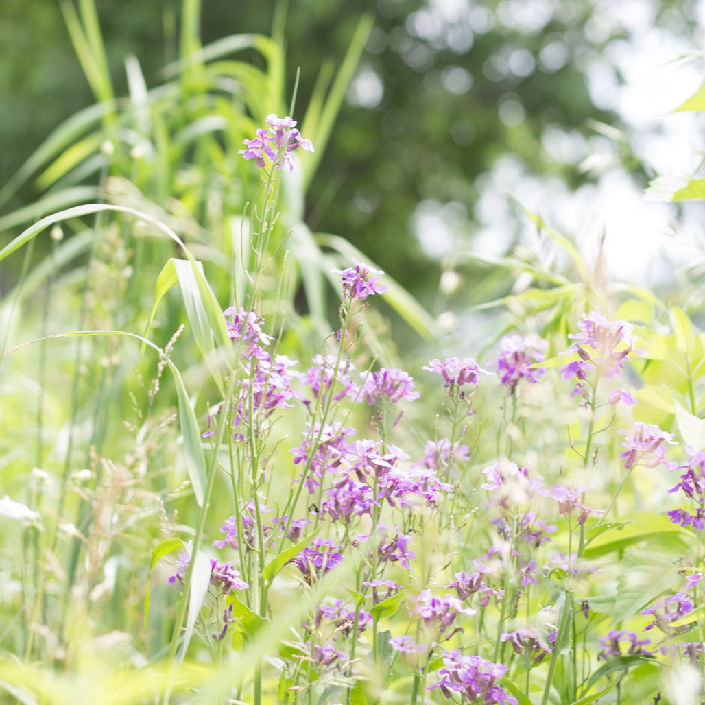 wildflowers on the farm