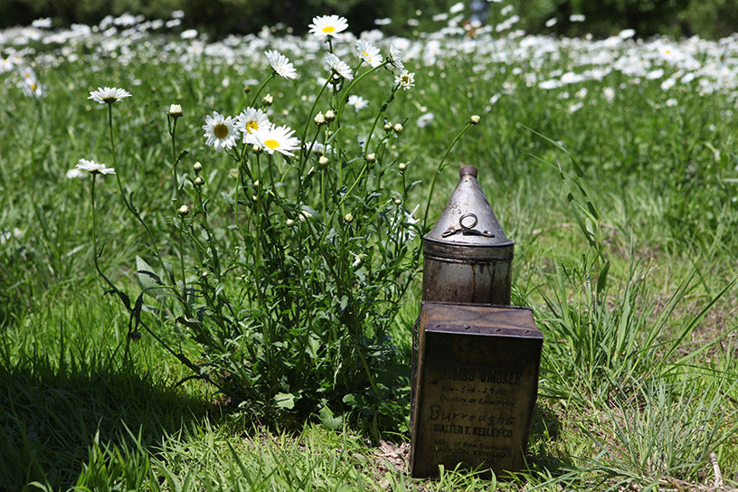 Smoker and Daisies