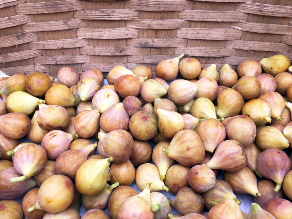 fresh picked figs in basket for your favorite fig recipe