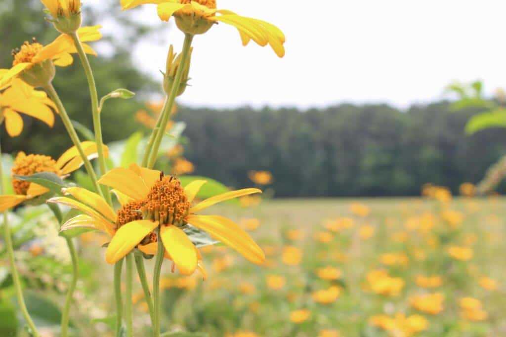 Looking back at the wildflowers on the farm this summer. These yellow sunflower-type plants covered the field with color.