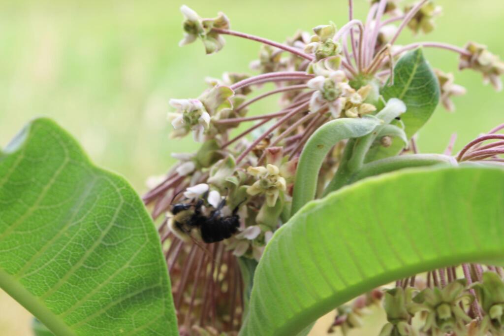 Milkweed grows wild on our Kent Island farm.