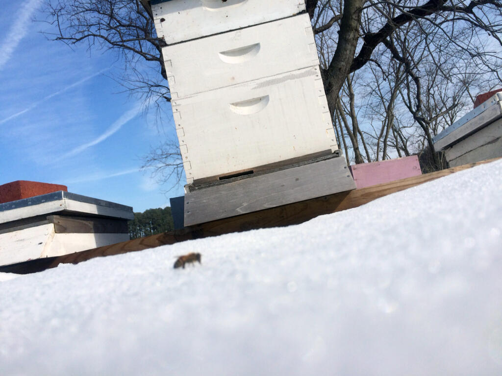 lone snow bee outside the hive as bees prepare for winter