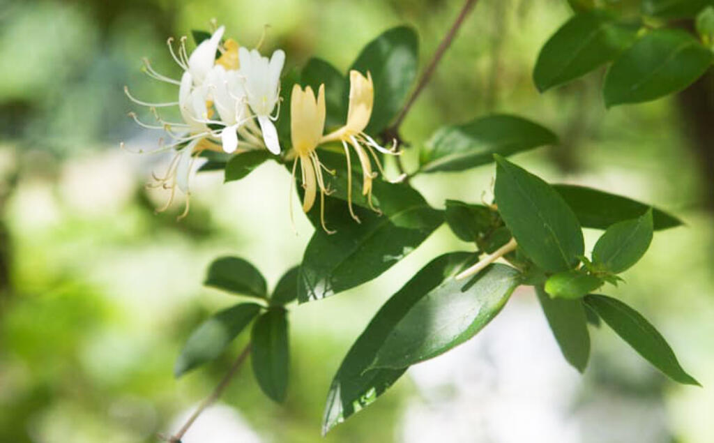 A close up of honeysuckle