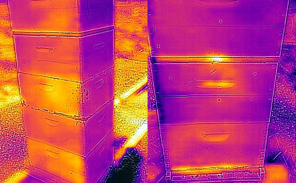 Infrared shot of the hives on one of hte coldest days of the year as bees prepare for winter