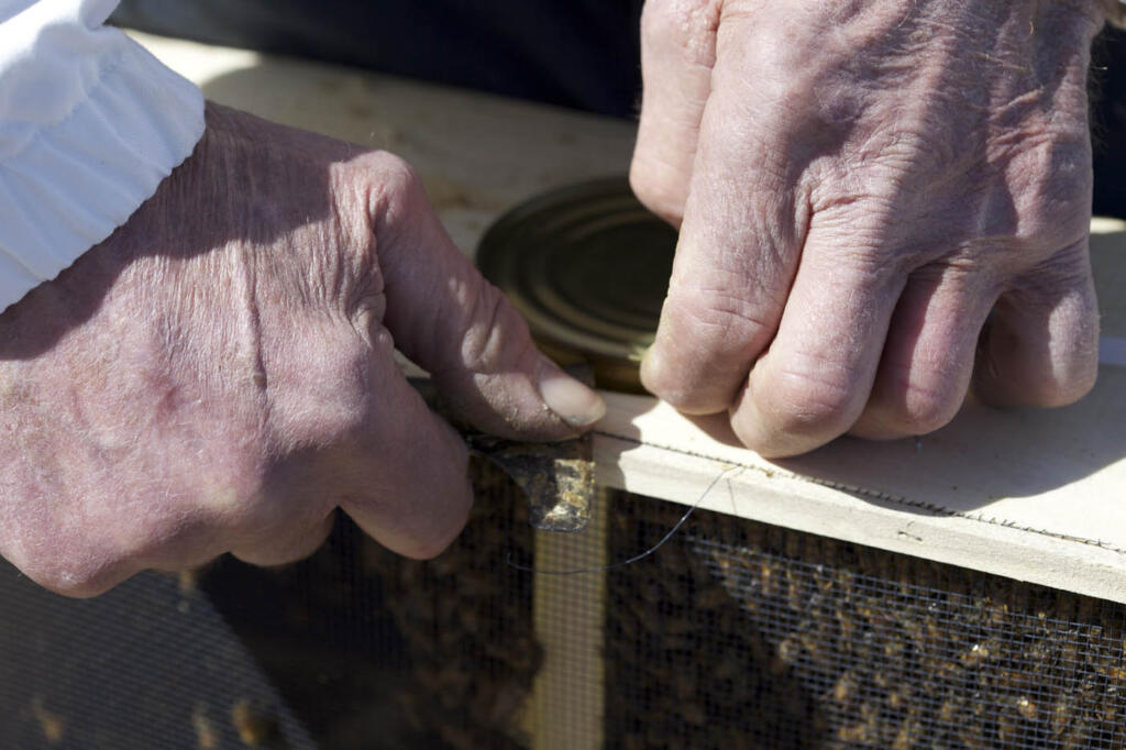 Hands up close installing bees