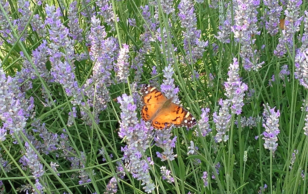 Lavender in bloom with monarch butterfly in pollinator garden