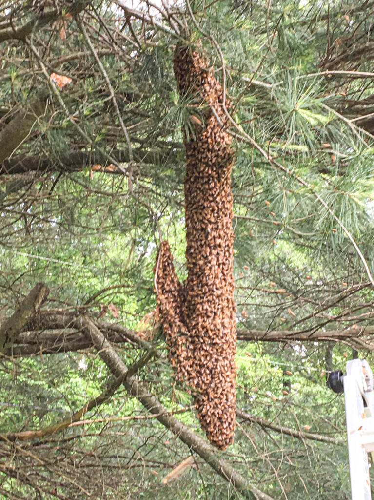 honeybee swarm in pine tree