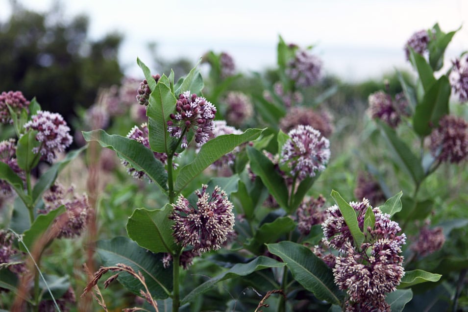 A huge patch of milkweed on the farm from the summer of 2017.