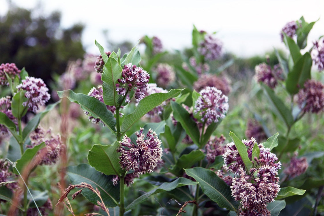 Naturally occuring swamp milkweed feed bees and monarch butterflies in the pollinator garden