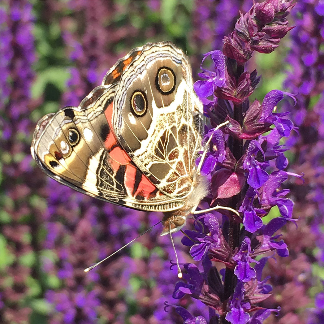 painted lady butterfly