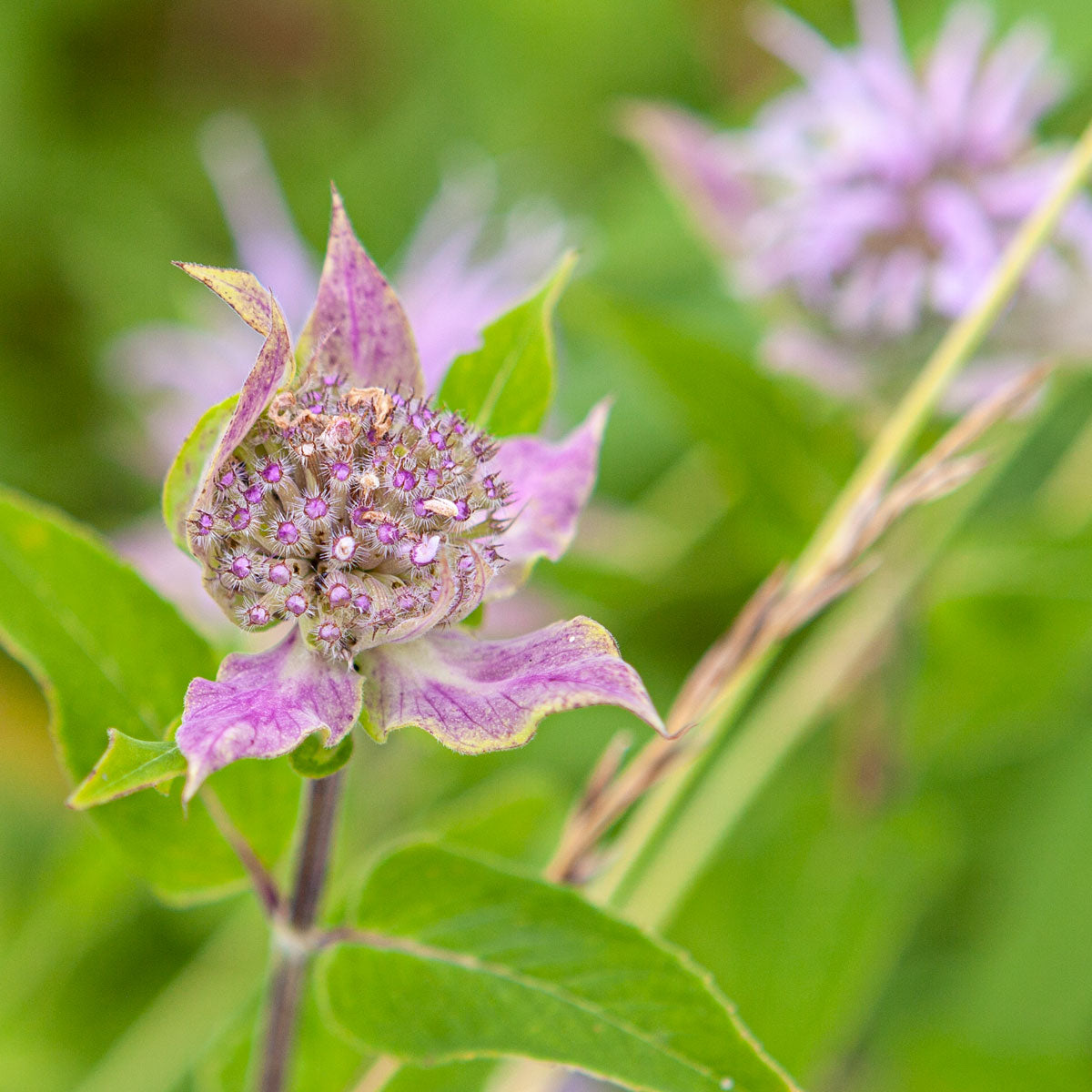 close up of a Monarda Flower