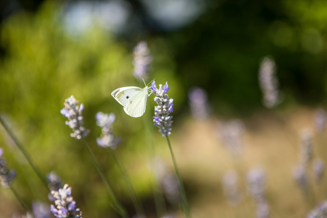 Cabbage white in a field at Chesterhaven Beach Farm on Maryland's Eastern Shore