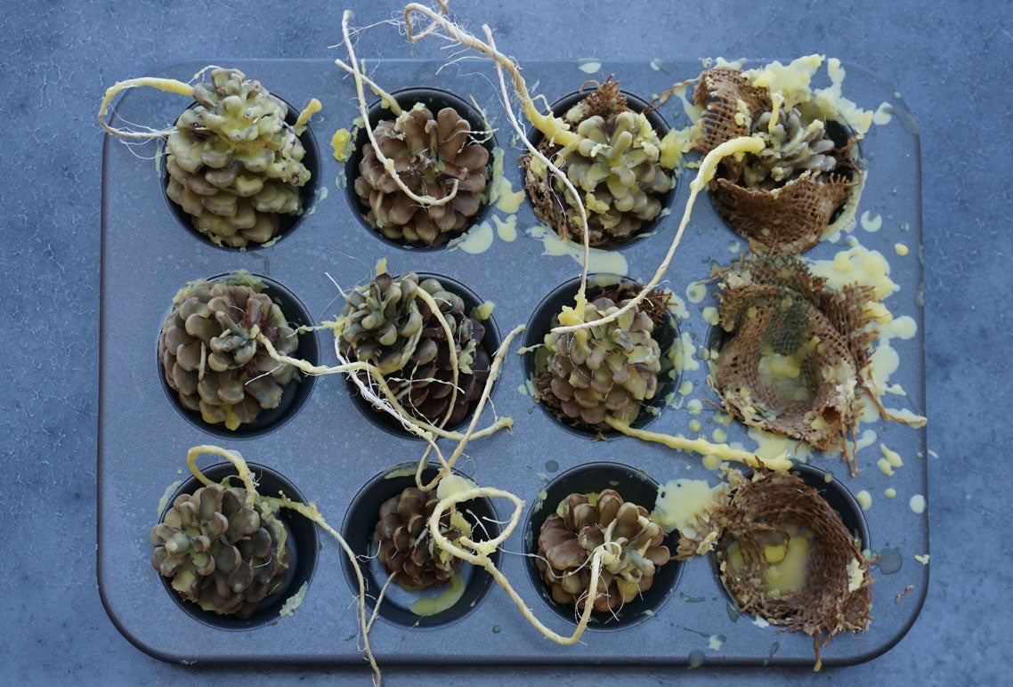 pine cone fire starters in muffin tin just after being made