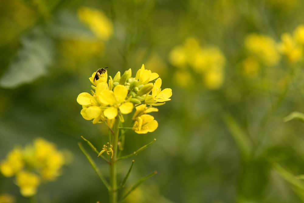 field of mustard in full bloom