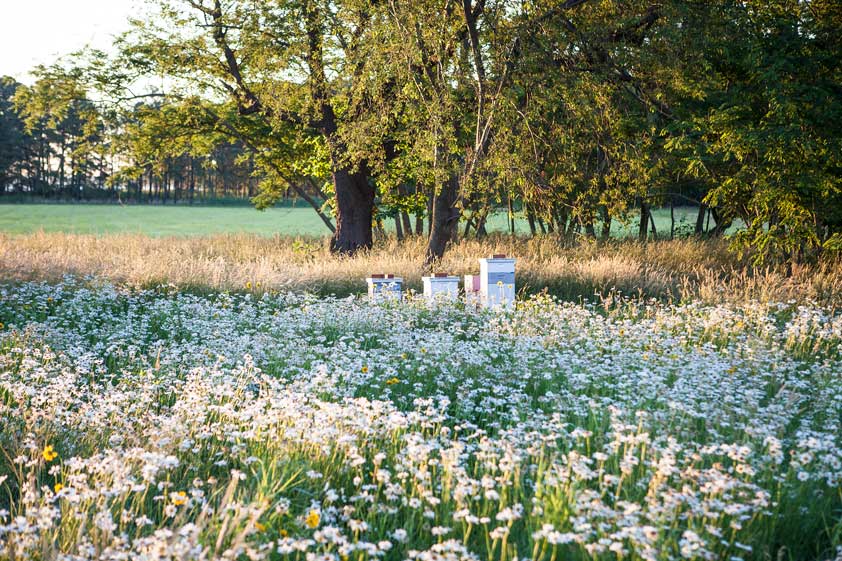 We don't use neonicotinoids in our fields