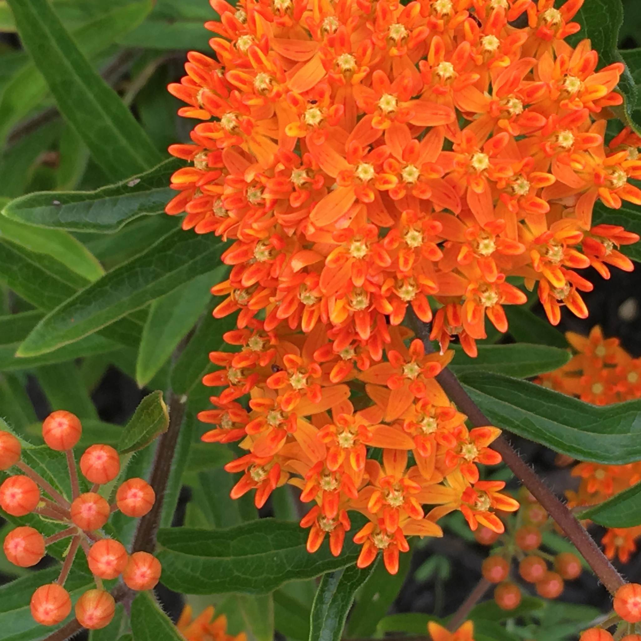 Butterfly Weed growing on Chesterhaven Beach Farm