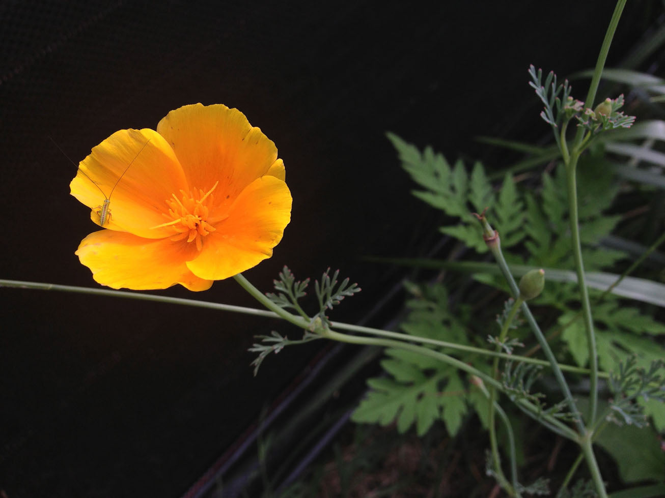 orange flower