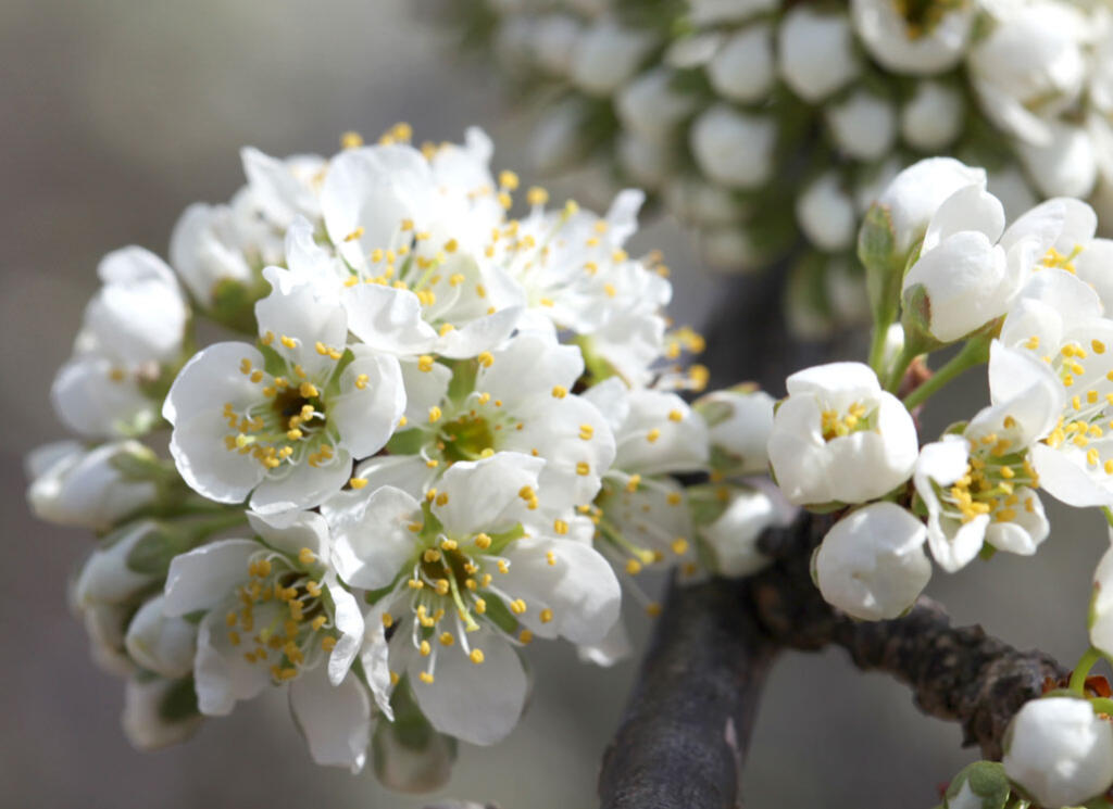 Pear blossoms in spring