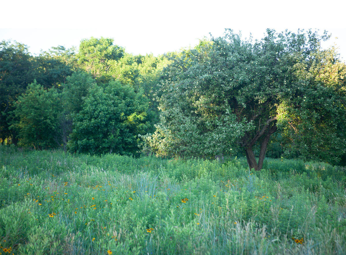 Pear Grove on Chesterhaven Beach Farm