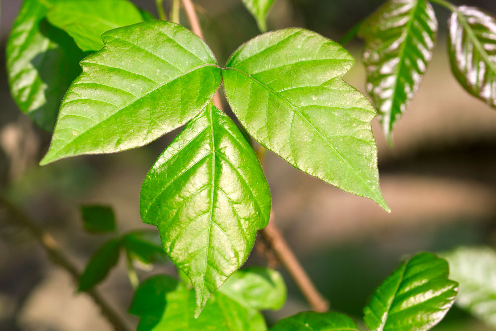 The best poison ivy advice, ever,