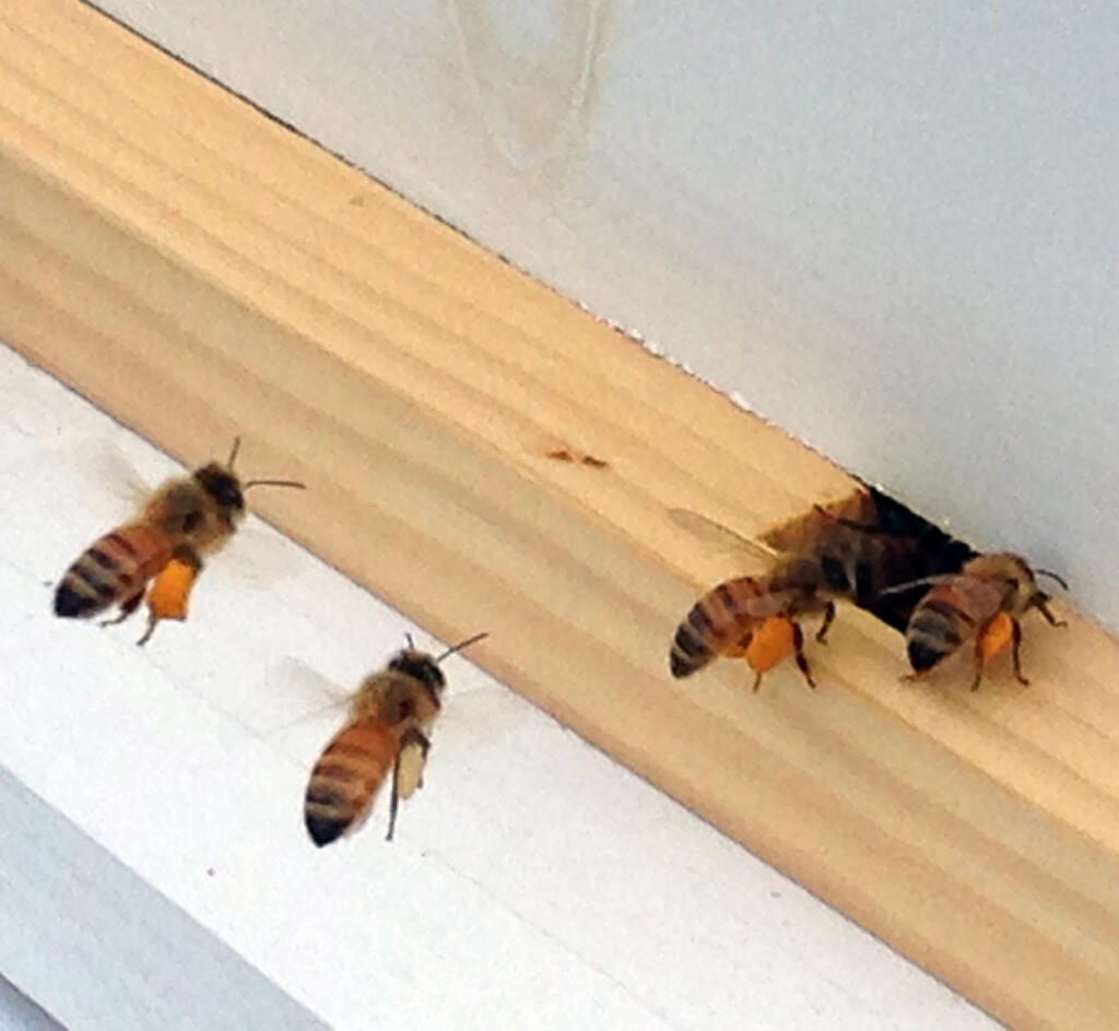 bees at the hive entrance with big fat pollen legs