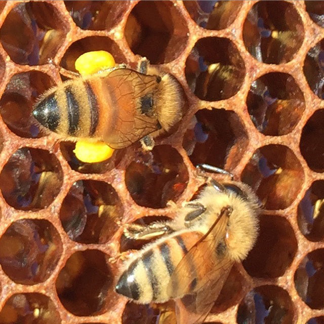 Bees with Pollen Legs