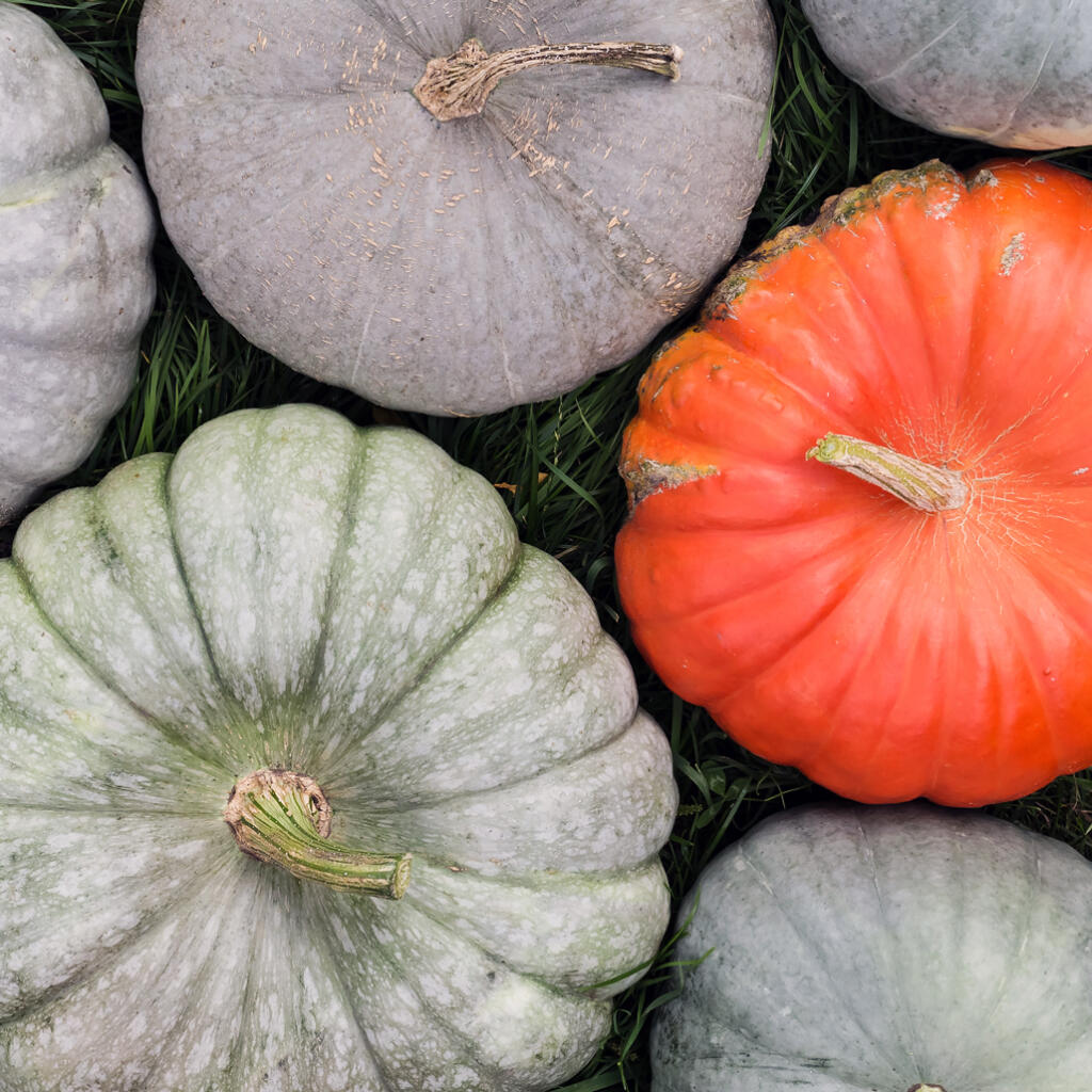 Heirloom pumpkins