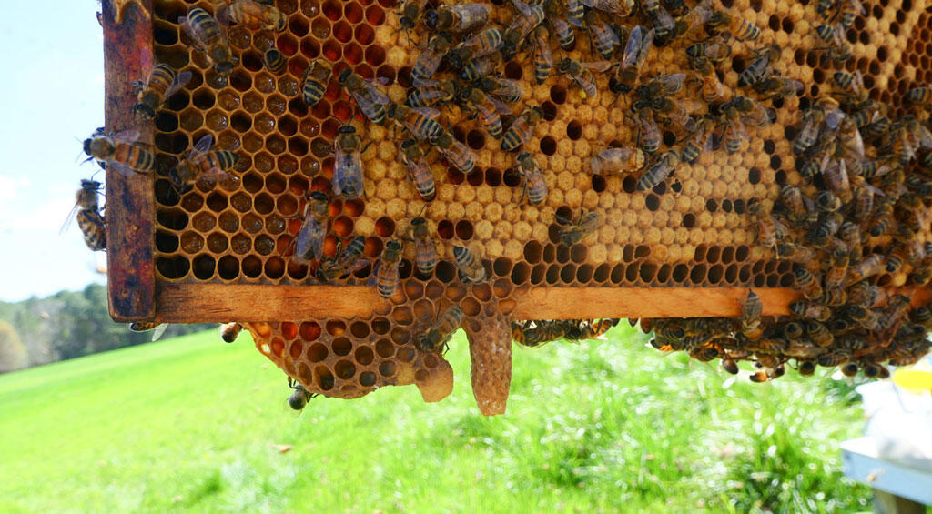 queen cell on the bottom of a honeybee frame