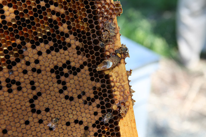 6 THINGS YOU DIDN'T KNOW ABOUT QUEEN BEES - Beekeeping Like A Girl