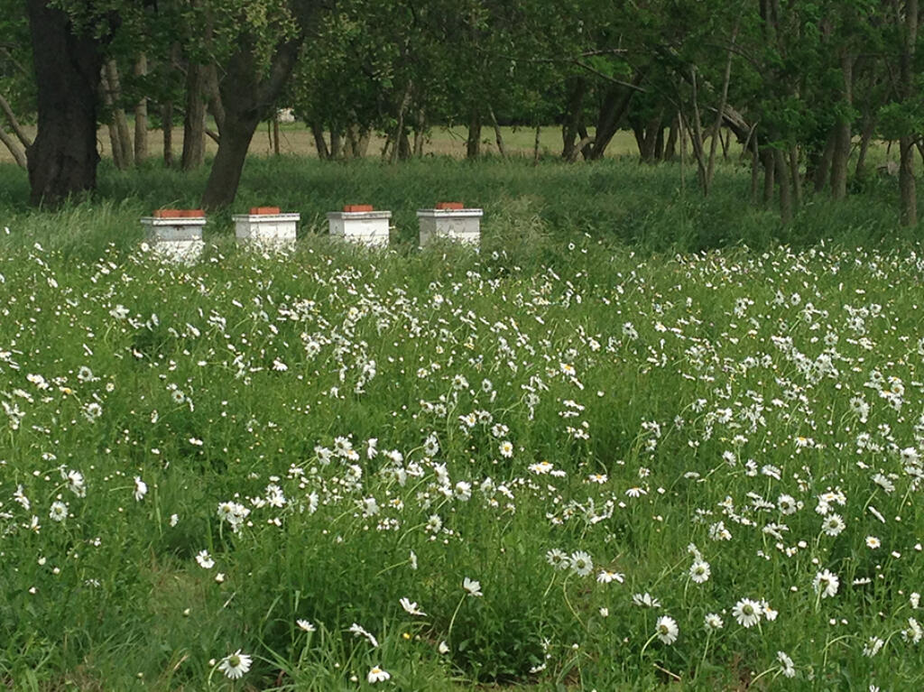 Honey Bee Hives and Field