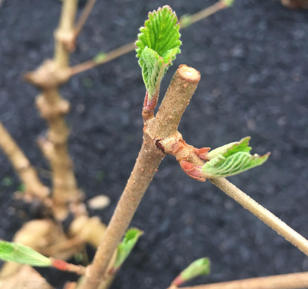 first sign of spring with leaf sprouts off twigs