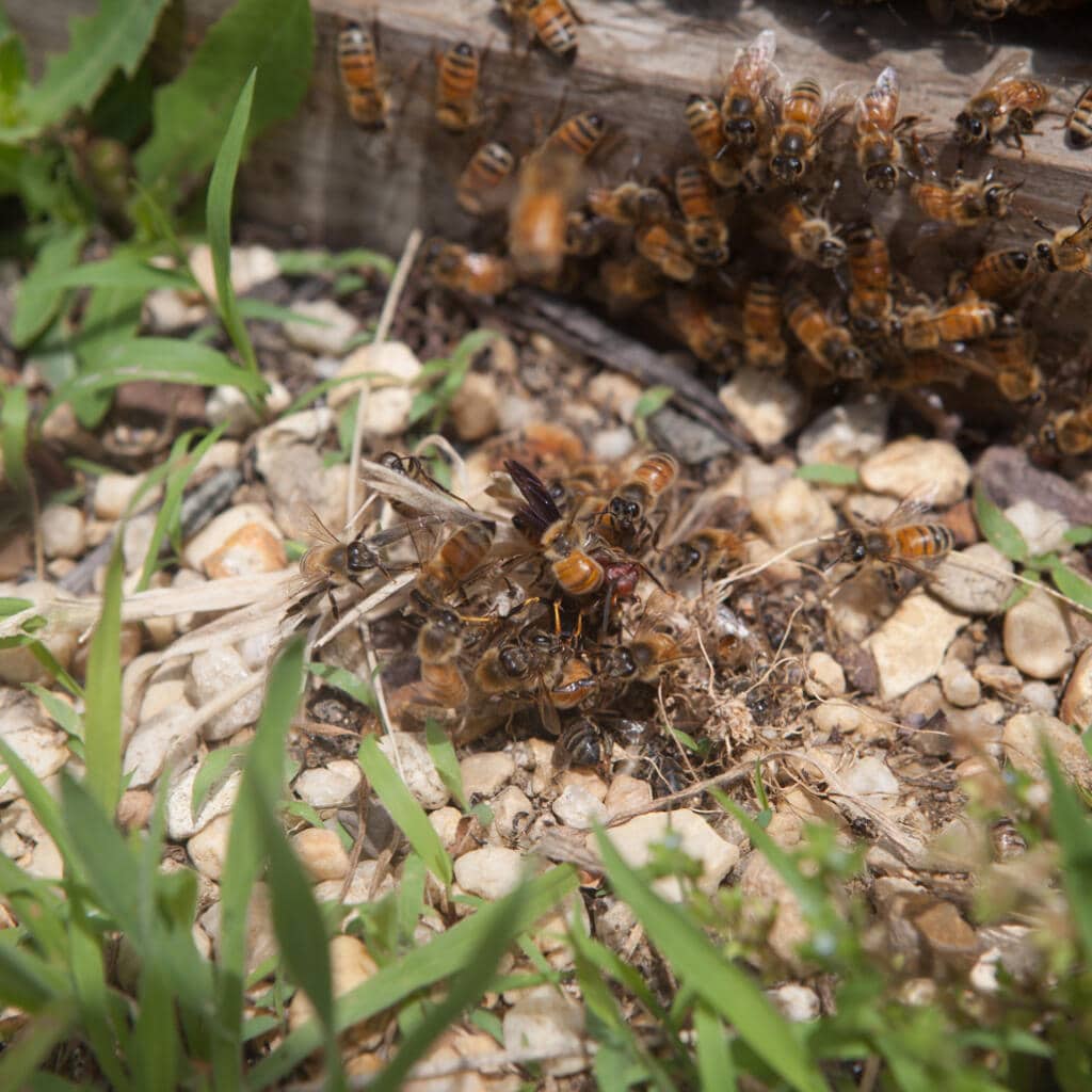 hornets versus honey bees where all the bees in the hive are ganging up on the hornet