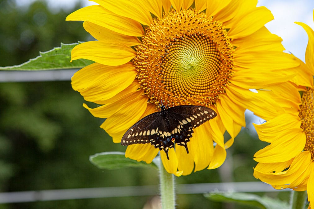 Sunflower with beautiful black butterfly on chesterhaven beach farm