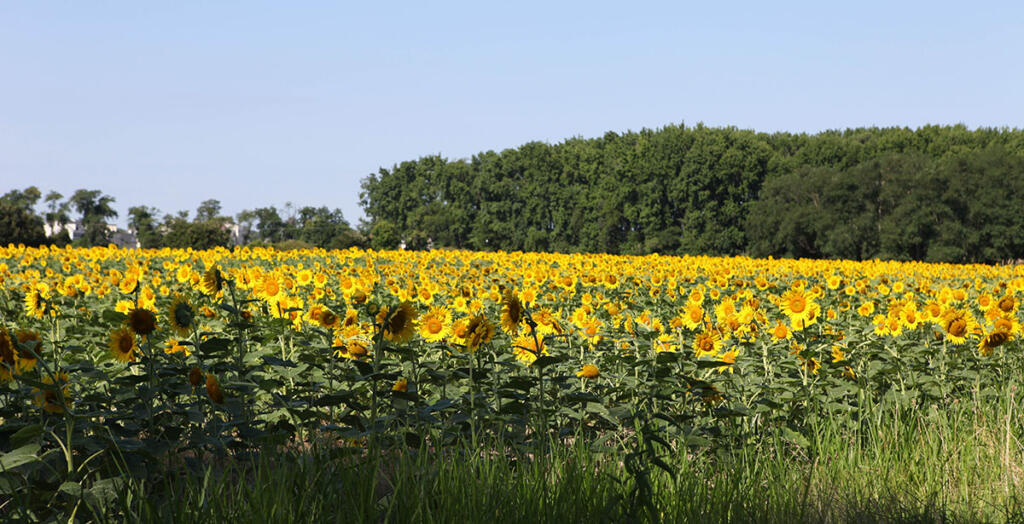 sunflower field on Chesterhaven Beach Farm