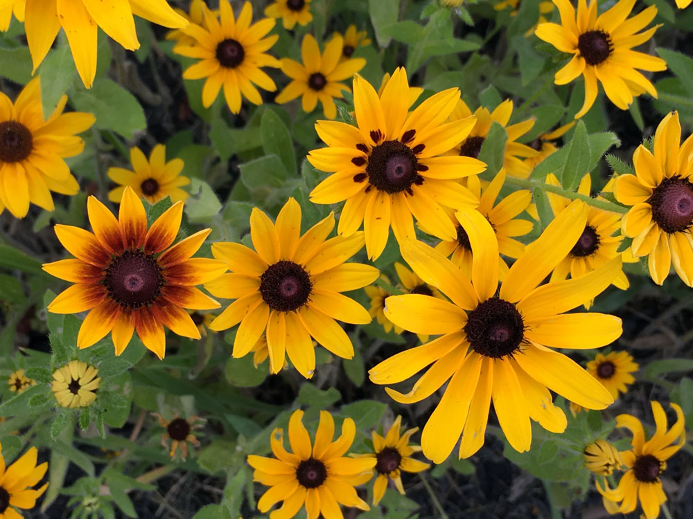 black eyed susans