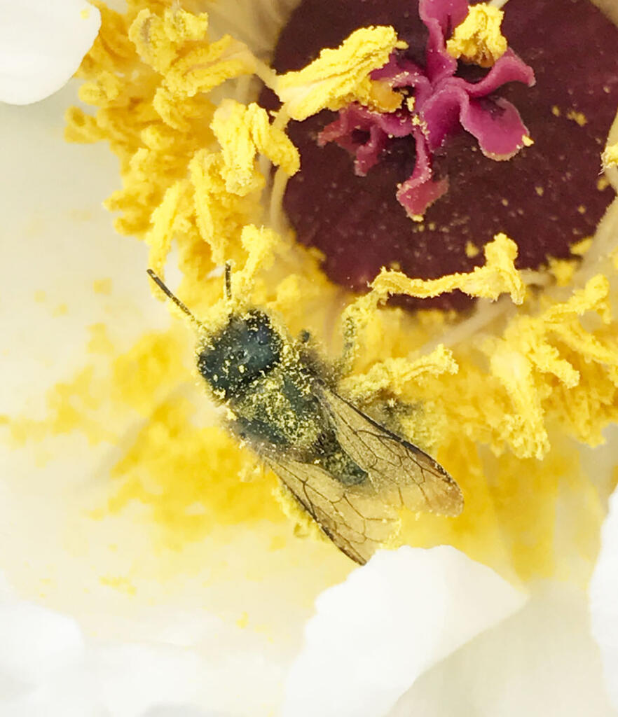 Bee Pollinating a flower covered in pollen in late spring