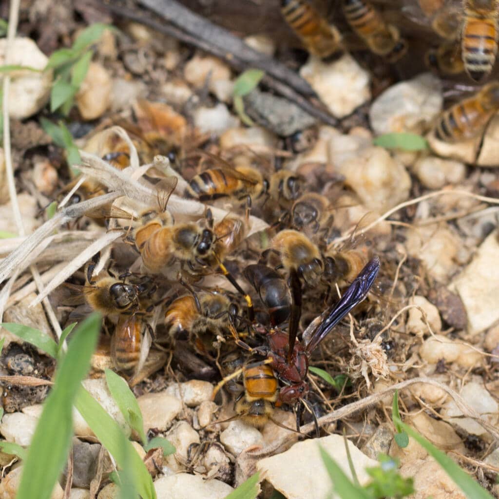 hornets versus honey bees where a group of honey bees gang up on one wasp intruder