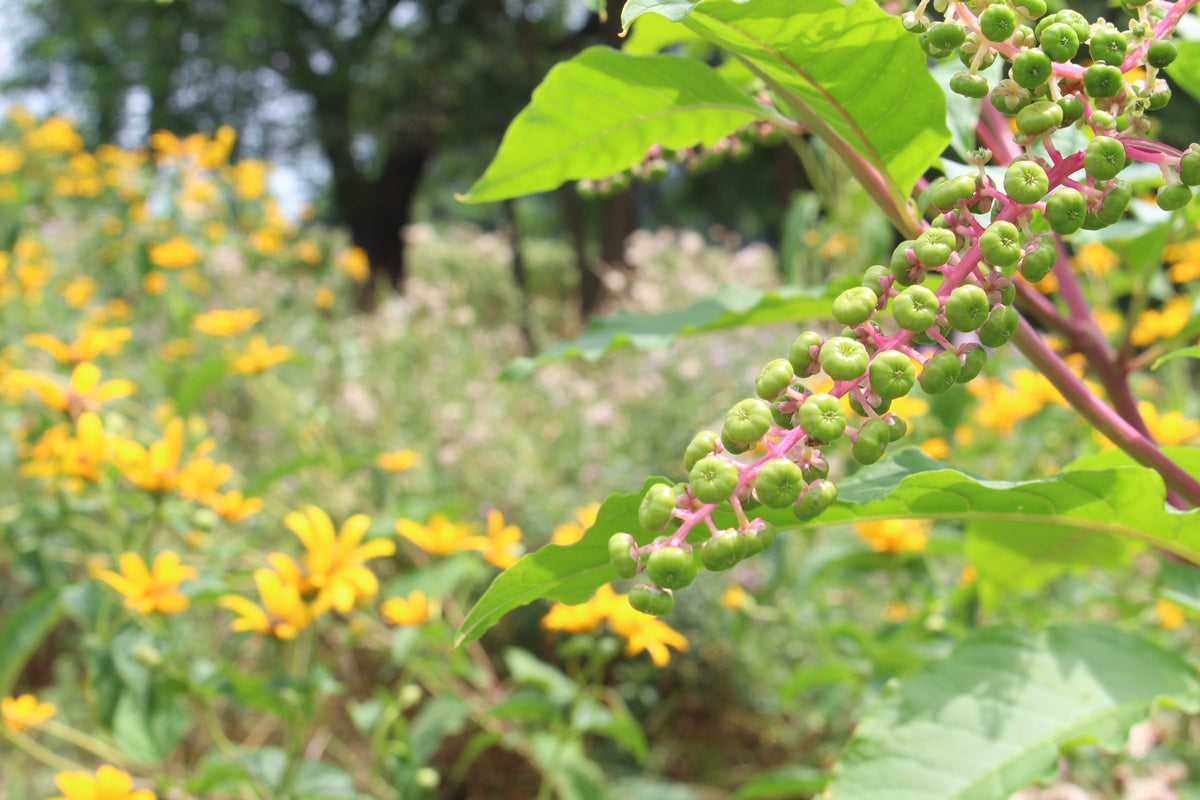 Eastern Shore wildflowers give a source of food to the wildlife on the farm.