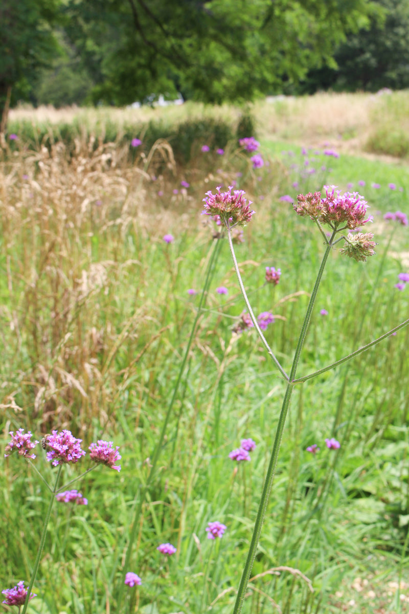 Eastern Shore wildflowers give a source of food to the wildlife on the farm.