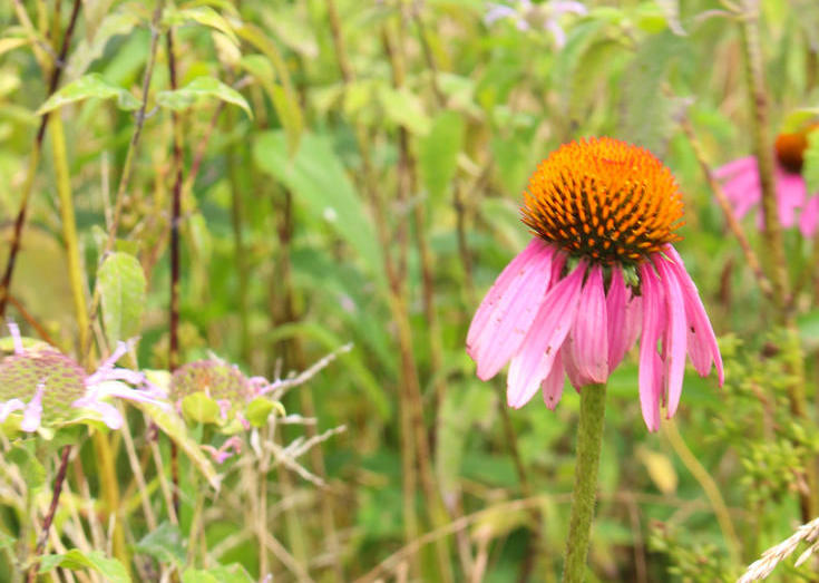 Maryland wildflowers on our Farm on Kent Island