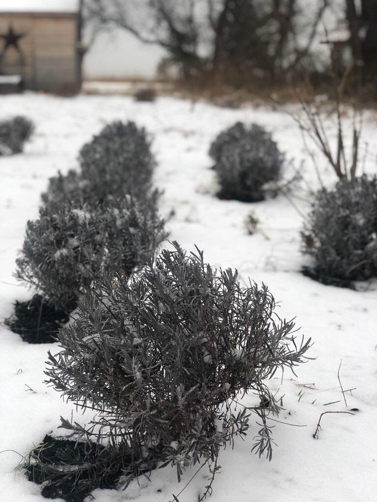 lavender in the winter surrounded by snow