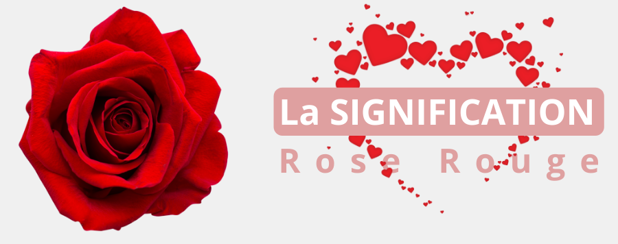 Rose Rouge : Signification et Symbole | Royaume Éternel
