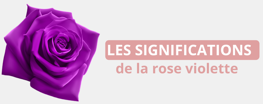 Rose Violette : Signification en image | Royaume Éternel