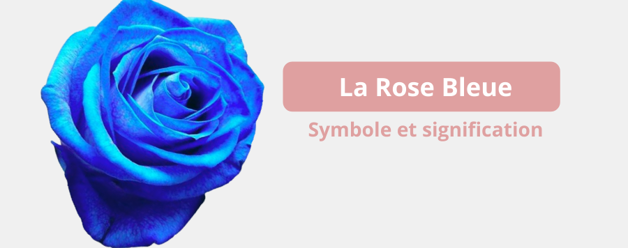 La Rose Bleue : signification et symbole | Royaume Éternel