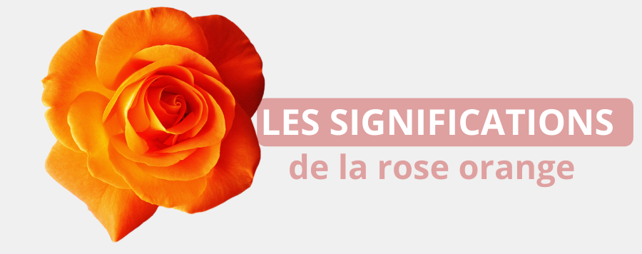 Rose Orange : signification et symbole | Royaume Éternel