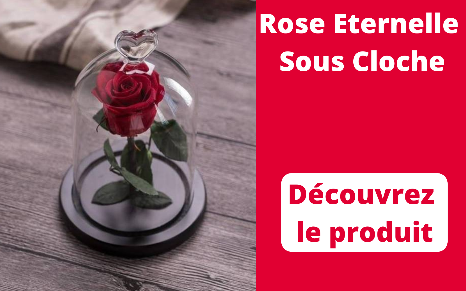 rose éternelle sous cloche