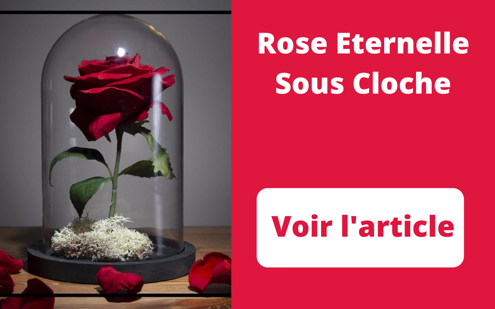 rose éternelle sous cloche