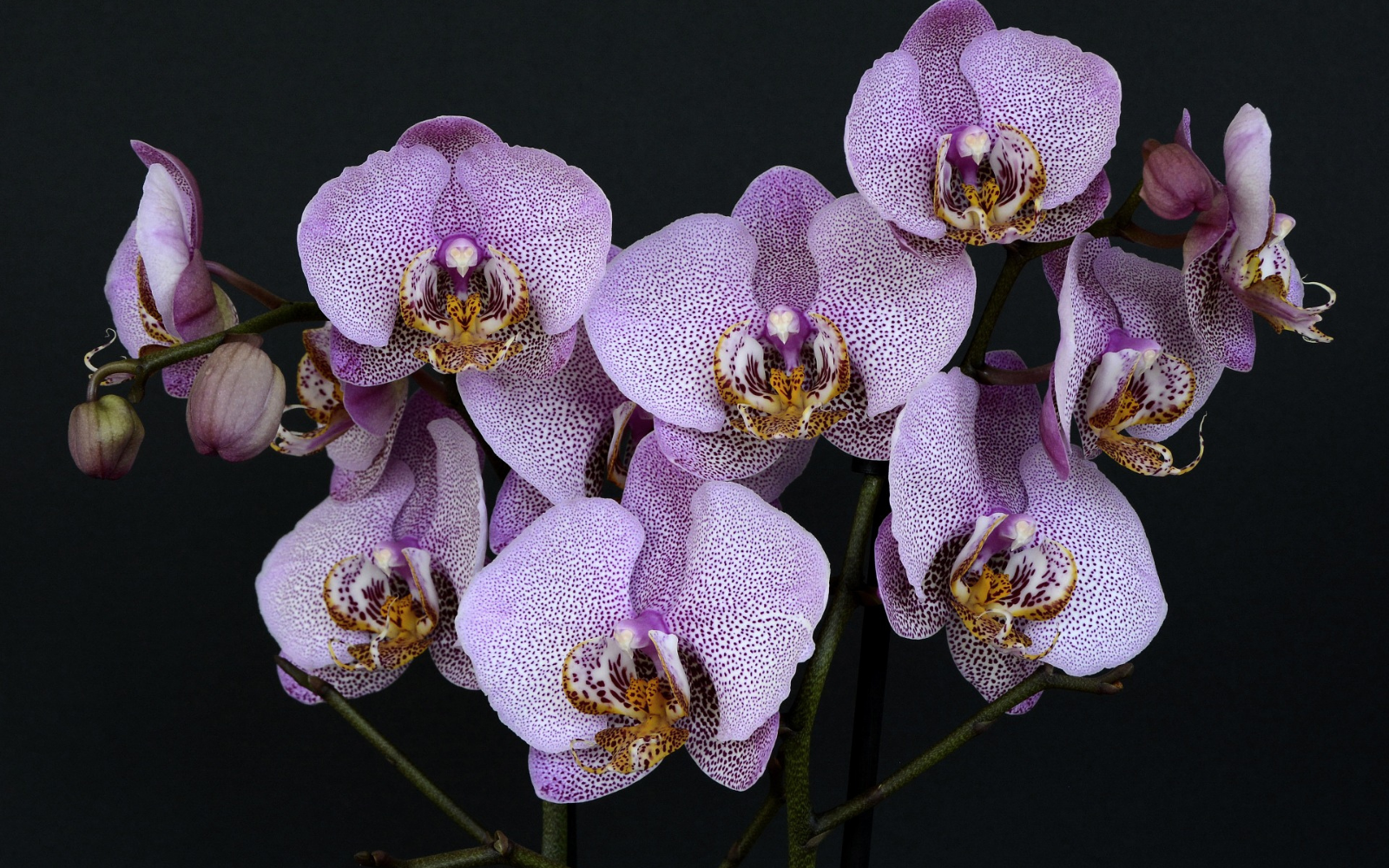 demander pardon avec des orchidées