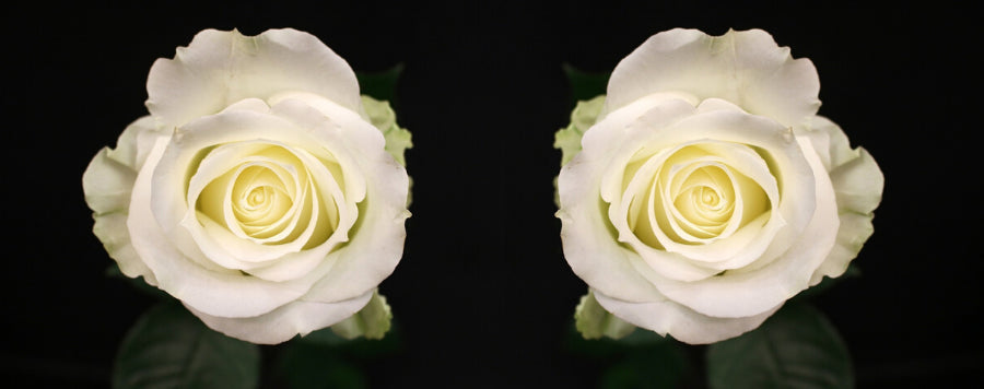 La Rose Blanche : Signification et Symbole | Royaume Éternel