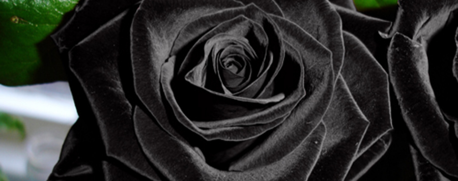 La Vraie Signification de la Rose Noire | Royaume Éternel